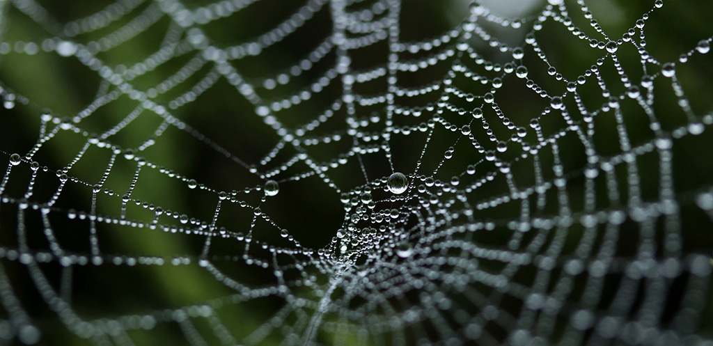 Launching the Extended Evolutionary Synthesis project